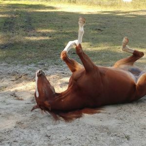 Meet your Posher, Miranda